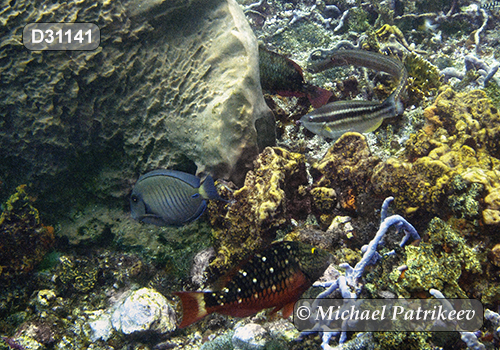 Doctorfish (Acanthurus chirurgus)